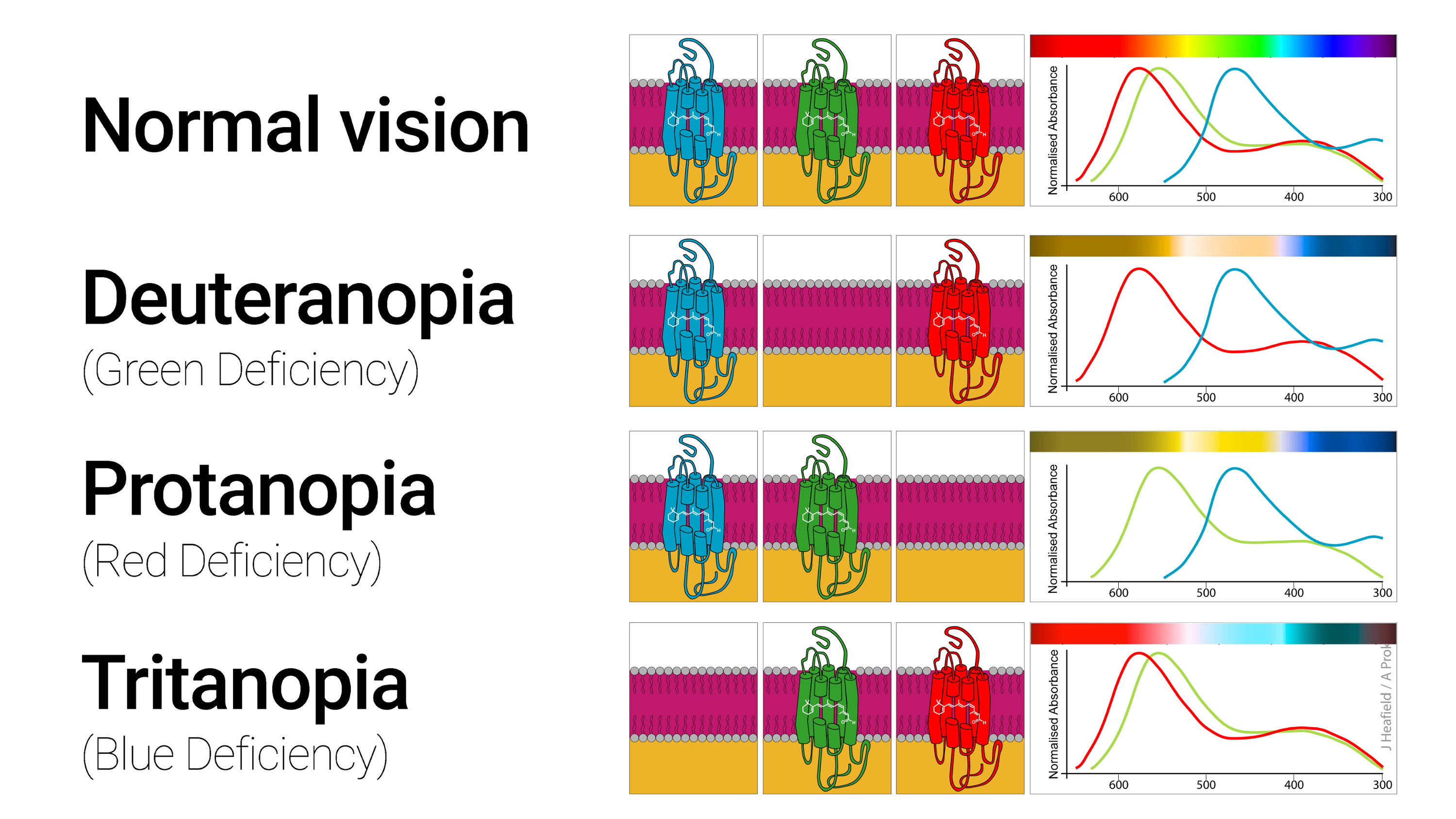 Color blindness charts